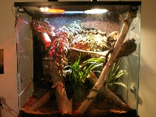 Veranus Boehmei enclosure