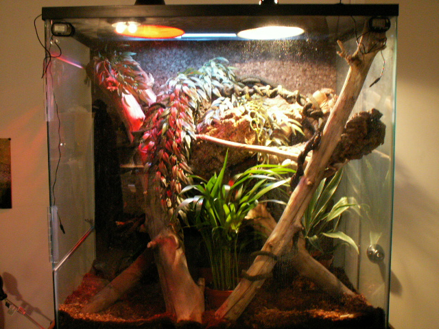 Veranus Boehmei enclosure