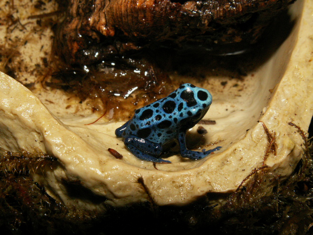 azureus