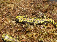 triturus