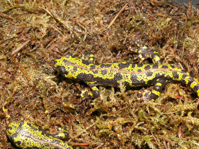 triturus