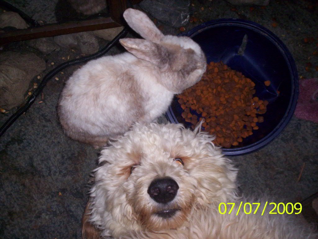 Nortee and Bunna