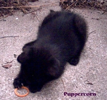 puppercorn