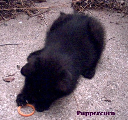 puppercorn