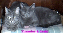 thunderandmokikitchenchair