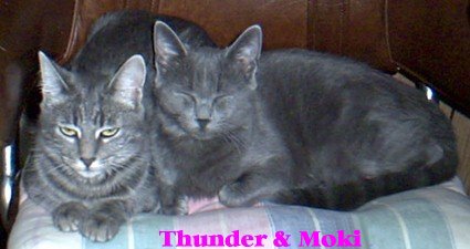 thunderandmokikitchenchair