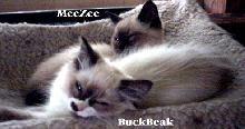 hamockmeezers