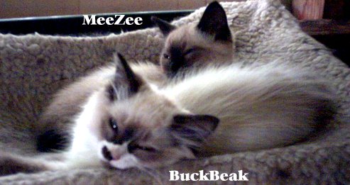 hamockmeezers