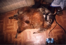sammy button