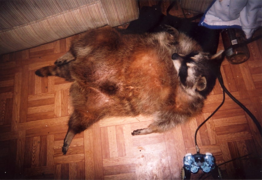 sammy button
