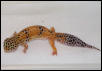 My original tangerine female