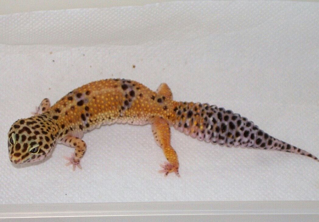 My original tangerine female
