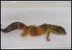 3 yr old male Tangerine breeder, Jack