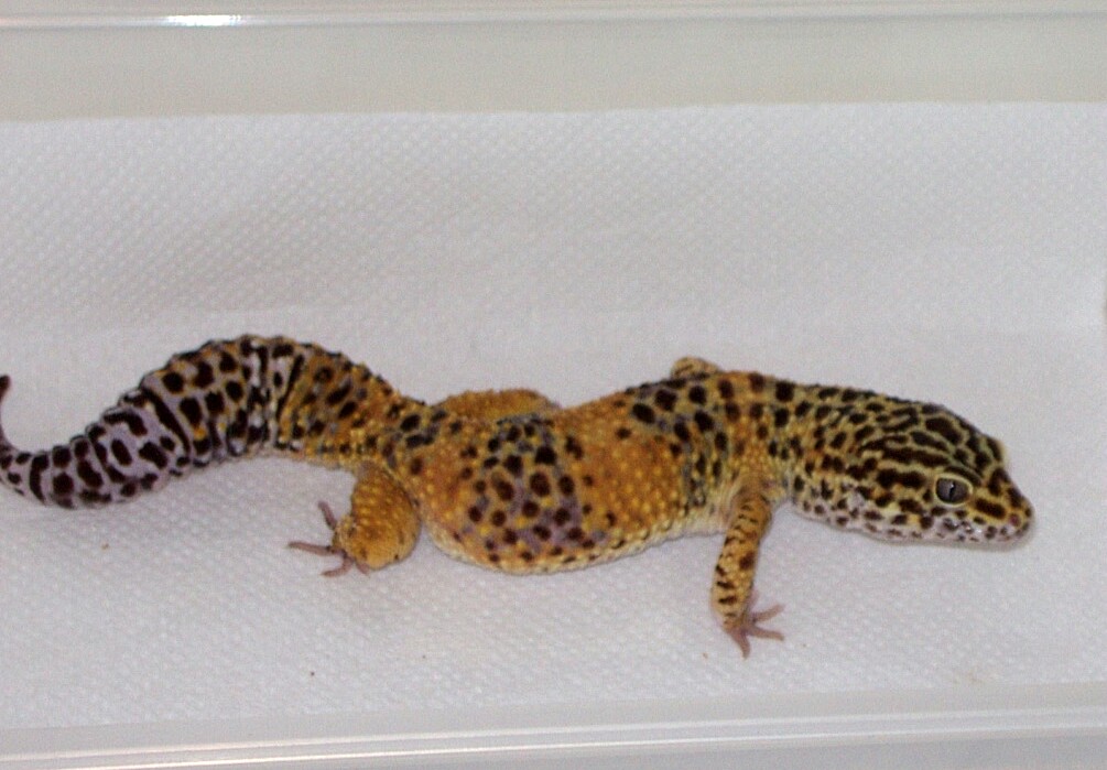 3 yr old male Tangerine breeder, Jack
