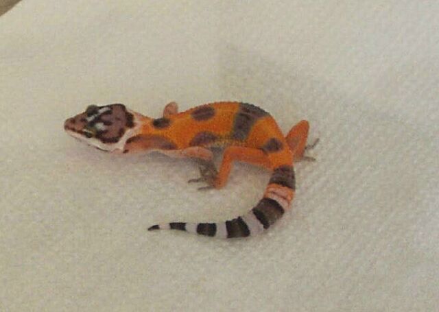 2002 Screaming Tangerine