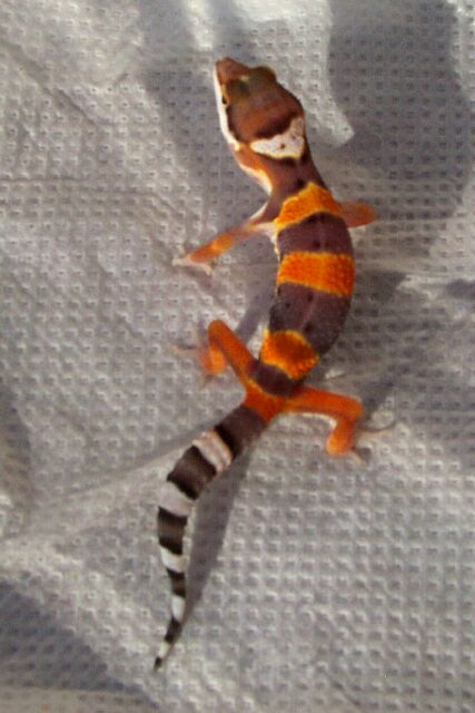 hatchling