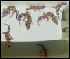 Some 2001 tangerine leo hatchlings