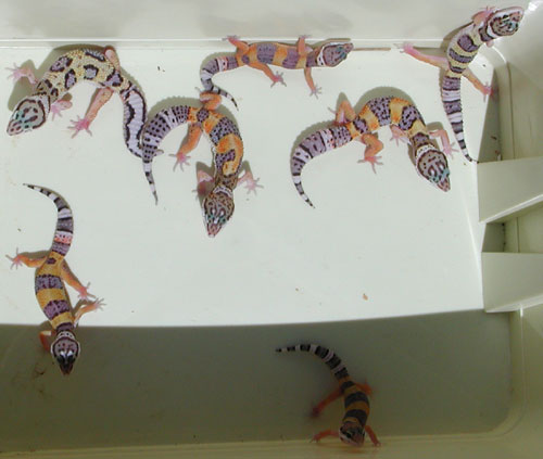 Some 2001 tangerine leo hatchlings