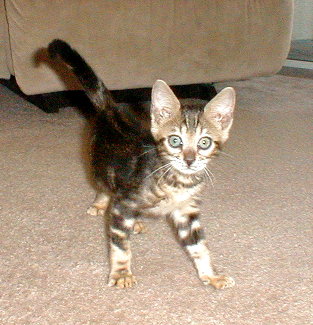 Kala