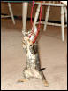 Kala standing