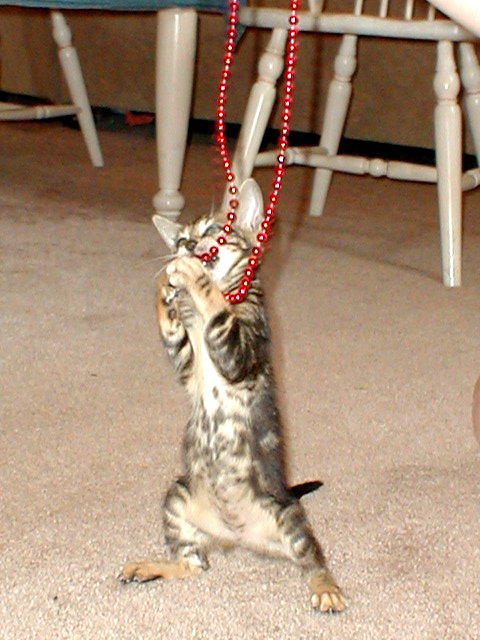 Kala standing