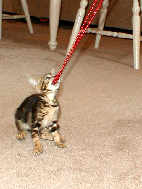 Kala with beads