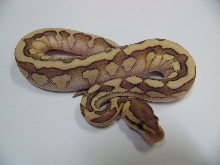 desert lesser woma 1