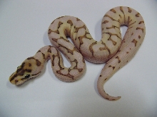 Desert Lesser Spider 1