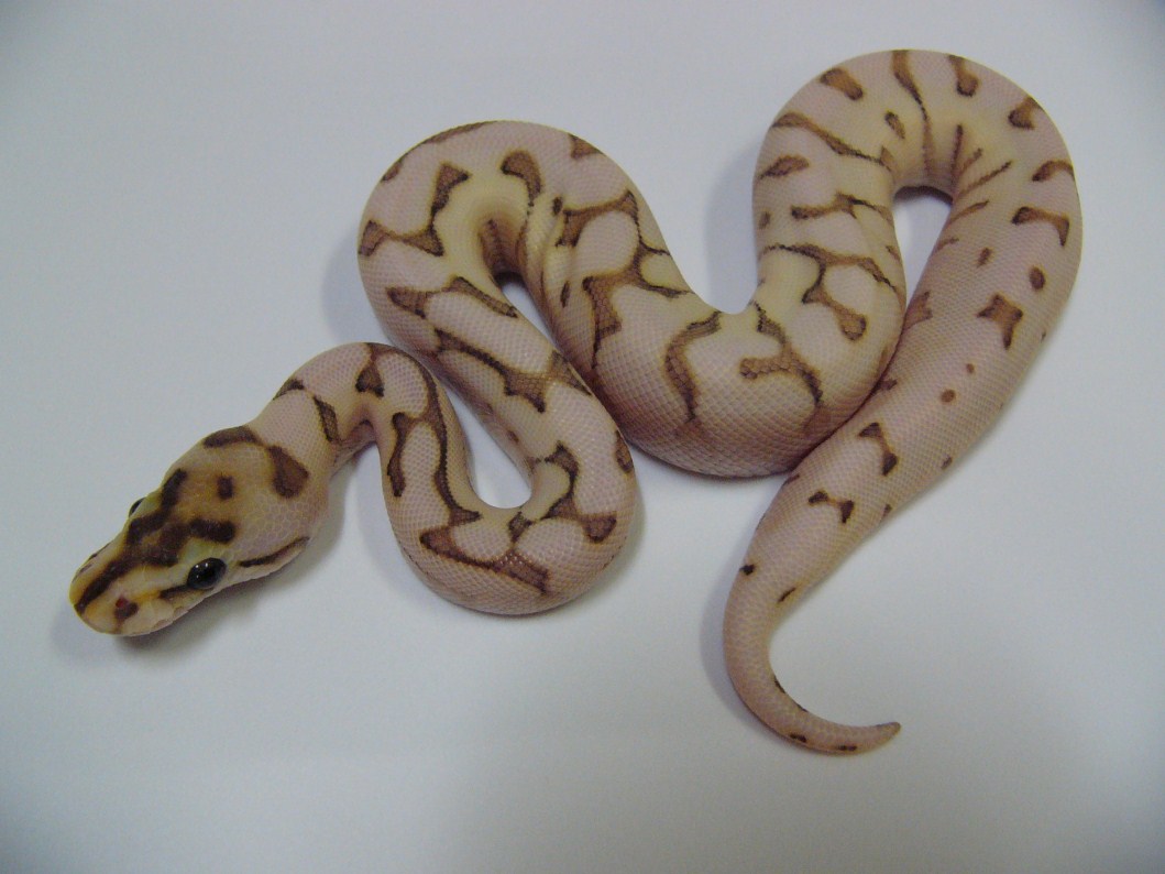 Desert Lesser Spider 1