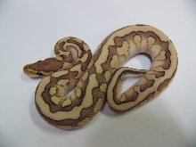 desert lesser woma 2