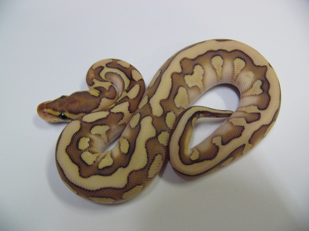 desert lesser woma 2
