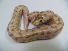 desert lesser spider woma 1