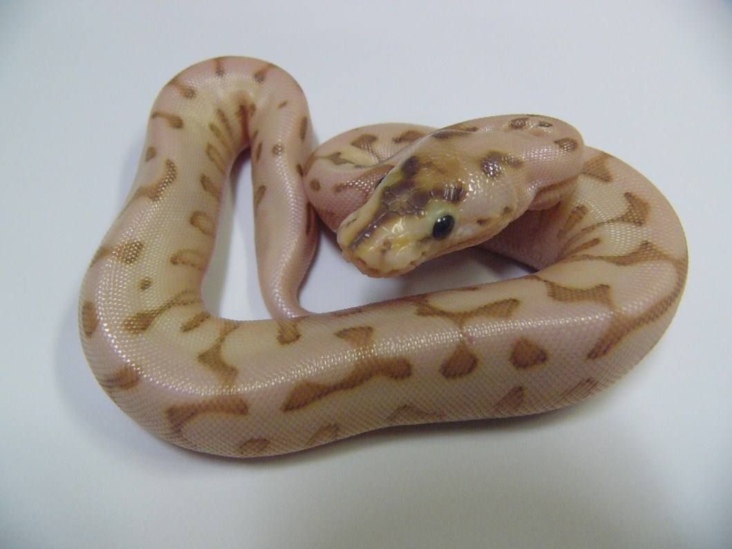 desert lesser spider woma 1