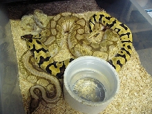 Desert Woma x Lesser Bee