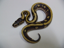 Desert Mojave Woma 2