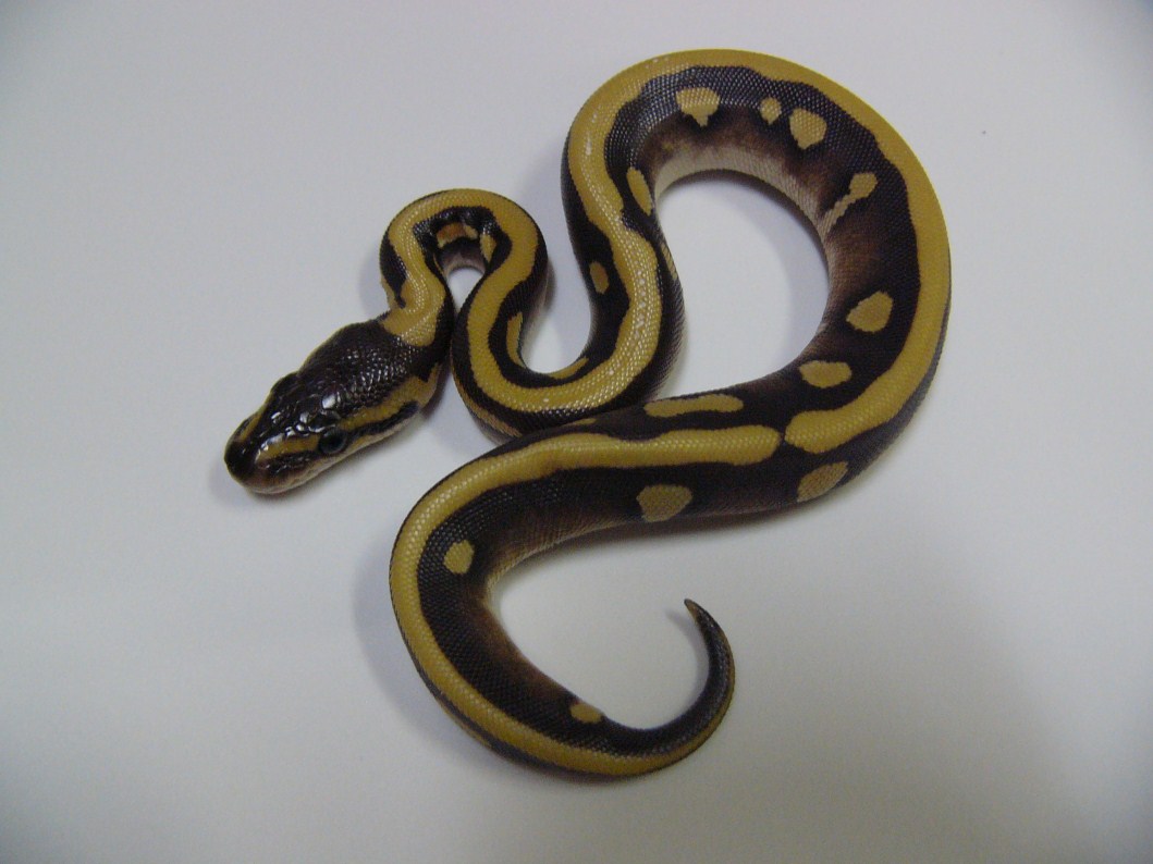 Desert Mojave Woma 2