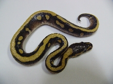 Desert Mojave Woma 1