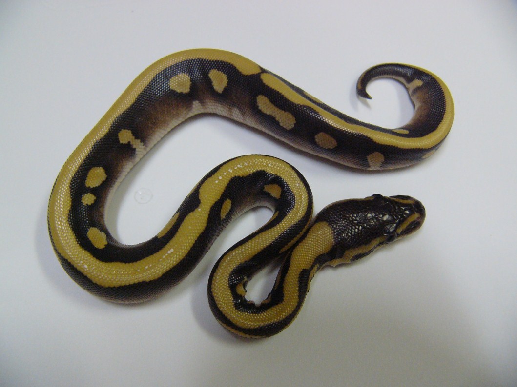 Desert Mojave Woma 1