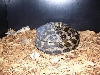 Gravid IJ On Eggs