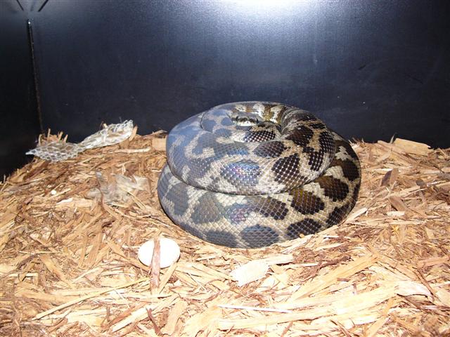 Gravid IJ On Eggs
