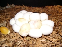 IJ/Jaguar Clutch 24 Eggs