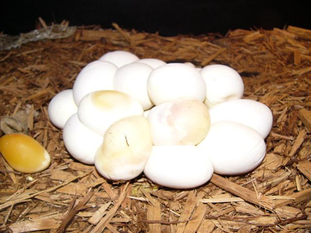 IJ/Jaguar Clutch 24 Eggs