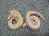 Albino Cinn and Albino