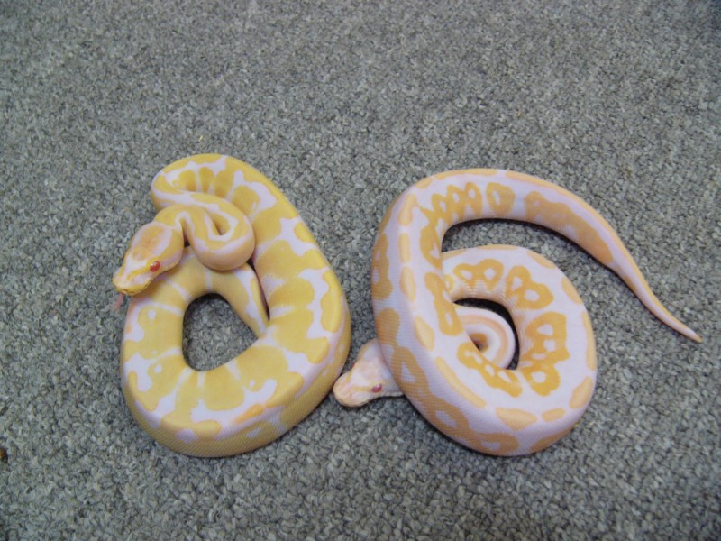 Albino Cinn and Albino
