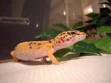 Hydie