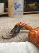 Austin Eating