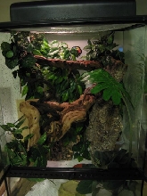 Gargoyle Tank