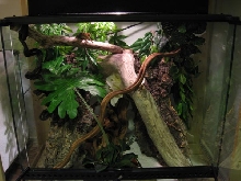 Crested Trio Tank