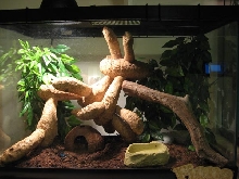Chloe's Cornsnake Tank