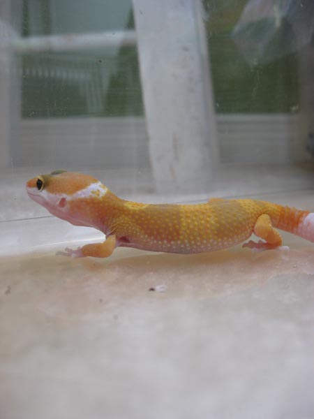 Mushu